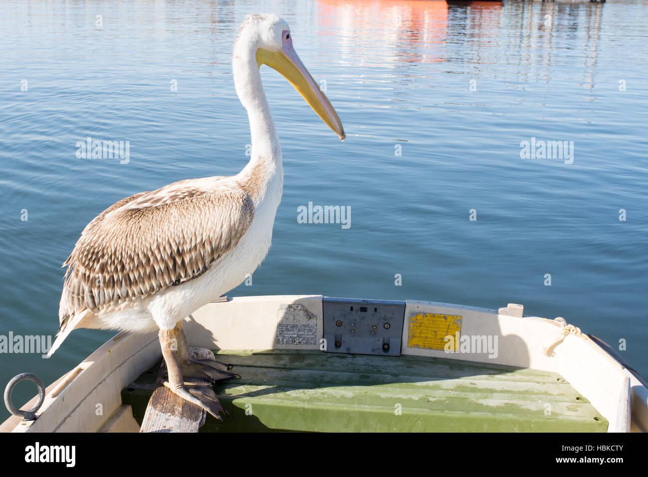 Young Pelican on Edge of Dingy Stock Photo