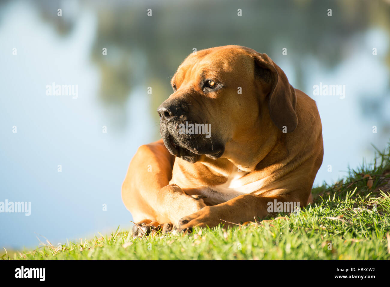 Boerboel dog by the river Stock Photo