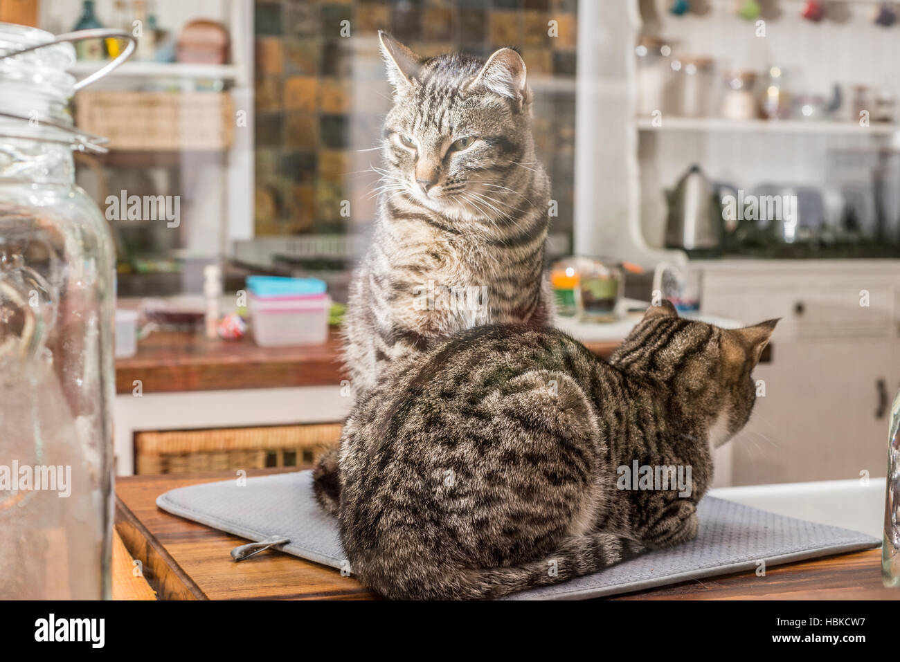 Two Cats by the Kitchen Stock Photo