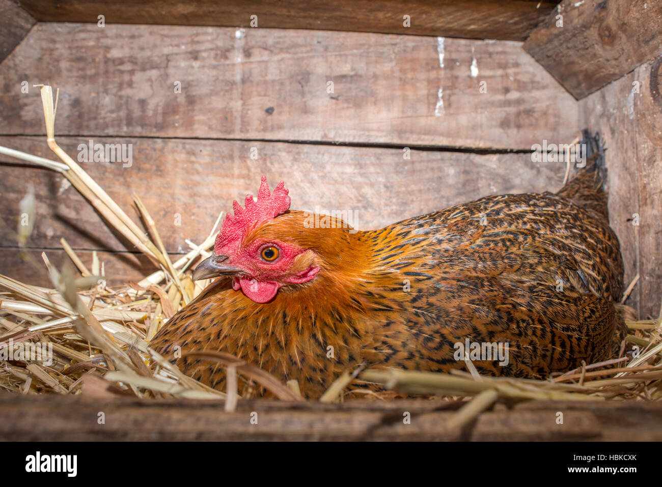 Chicken in Pen Stock Photo