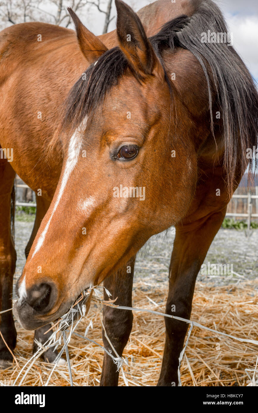 Up close view of horse feeding Stock Photo