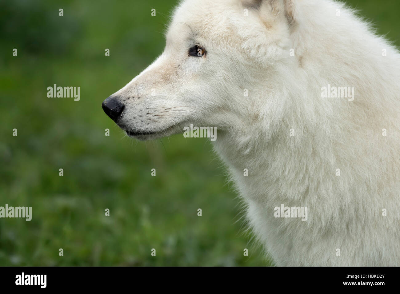 Flying wolves hi-res stock photography and images - Alamy