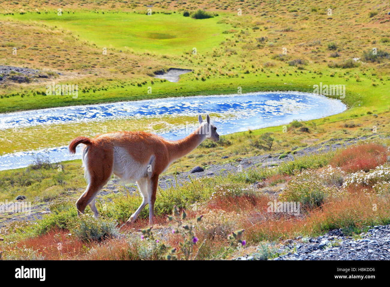 The charming vicuna on the shore Stock Photo