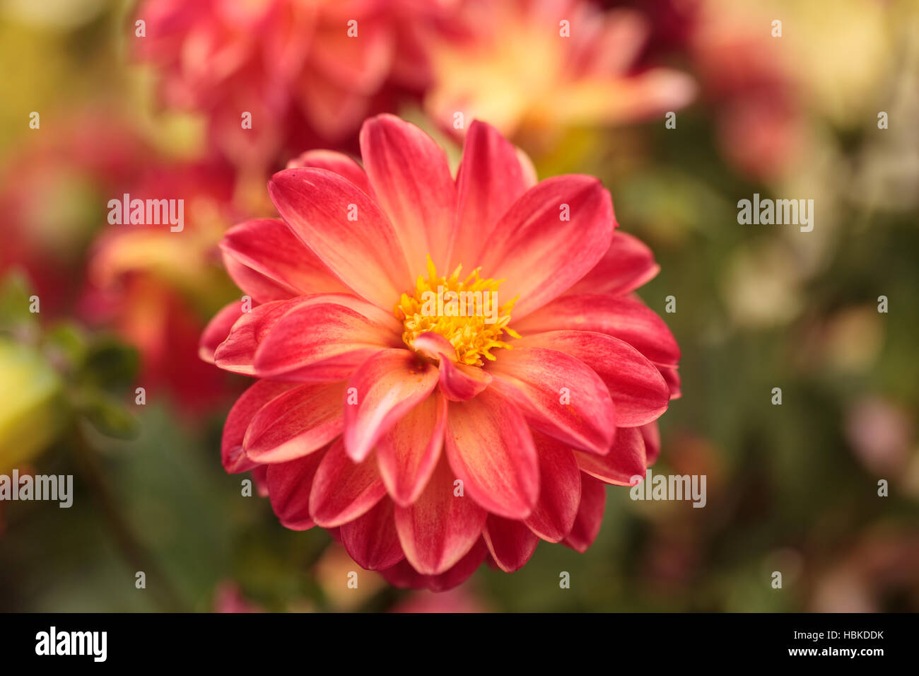 Pink Dahlia flower Stock Photo