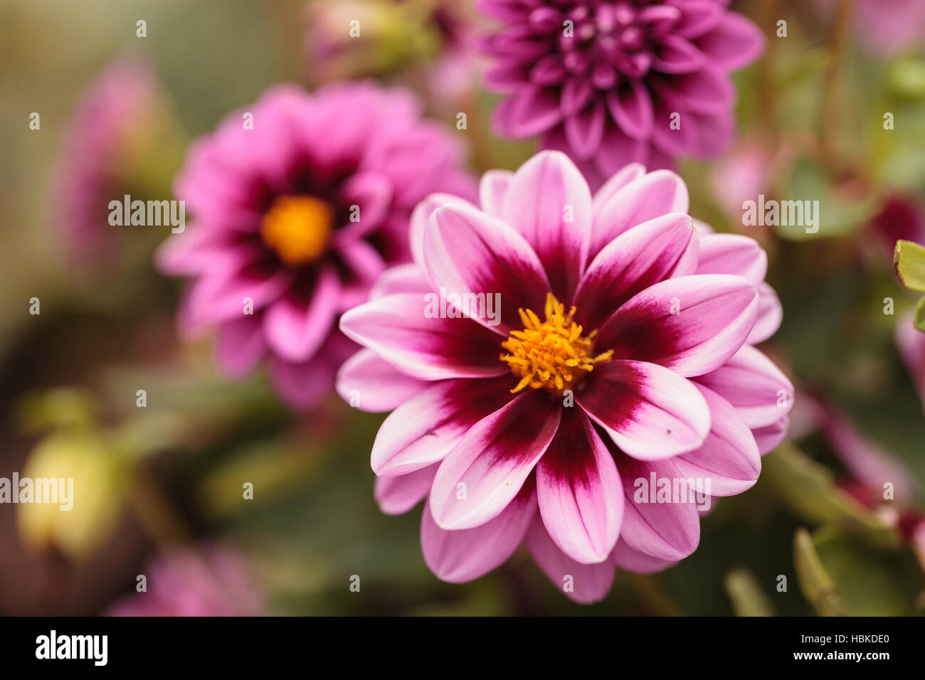 Pink Dahlia flower is found in Mexico Stock Photo