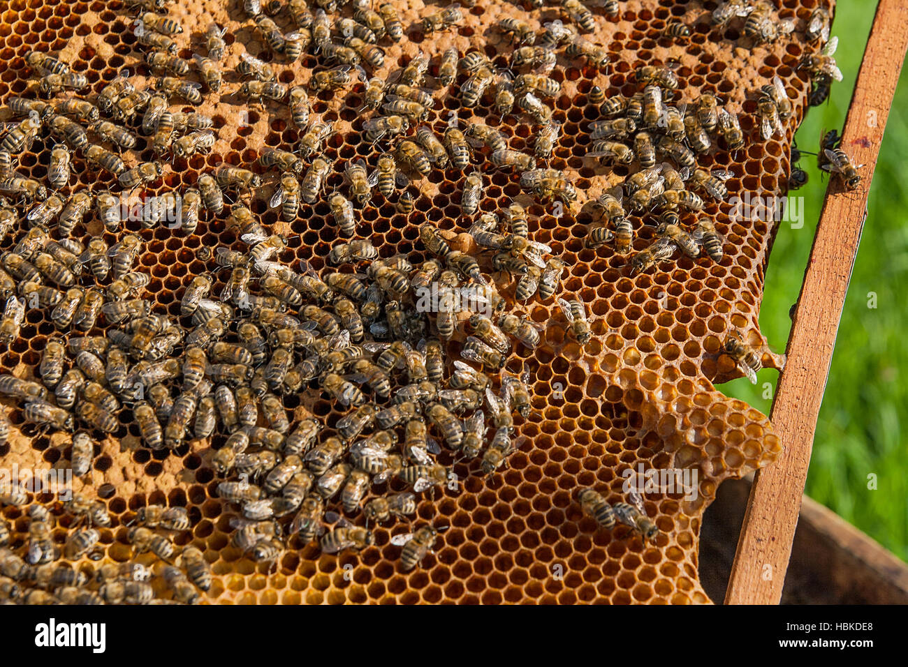 Busy bees inside hive with open and sealed cells for their young. Birth of o a young bees. Close up showing some animals and honeycomb structure. Stock Photo
