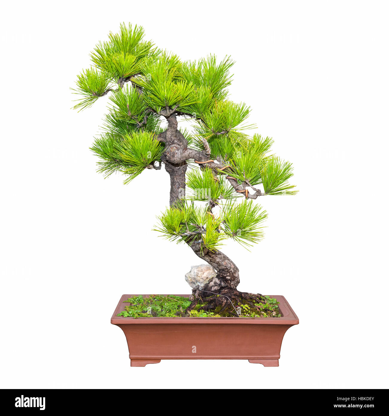 pine bonsai Stock Photo