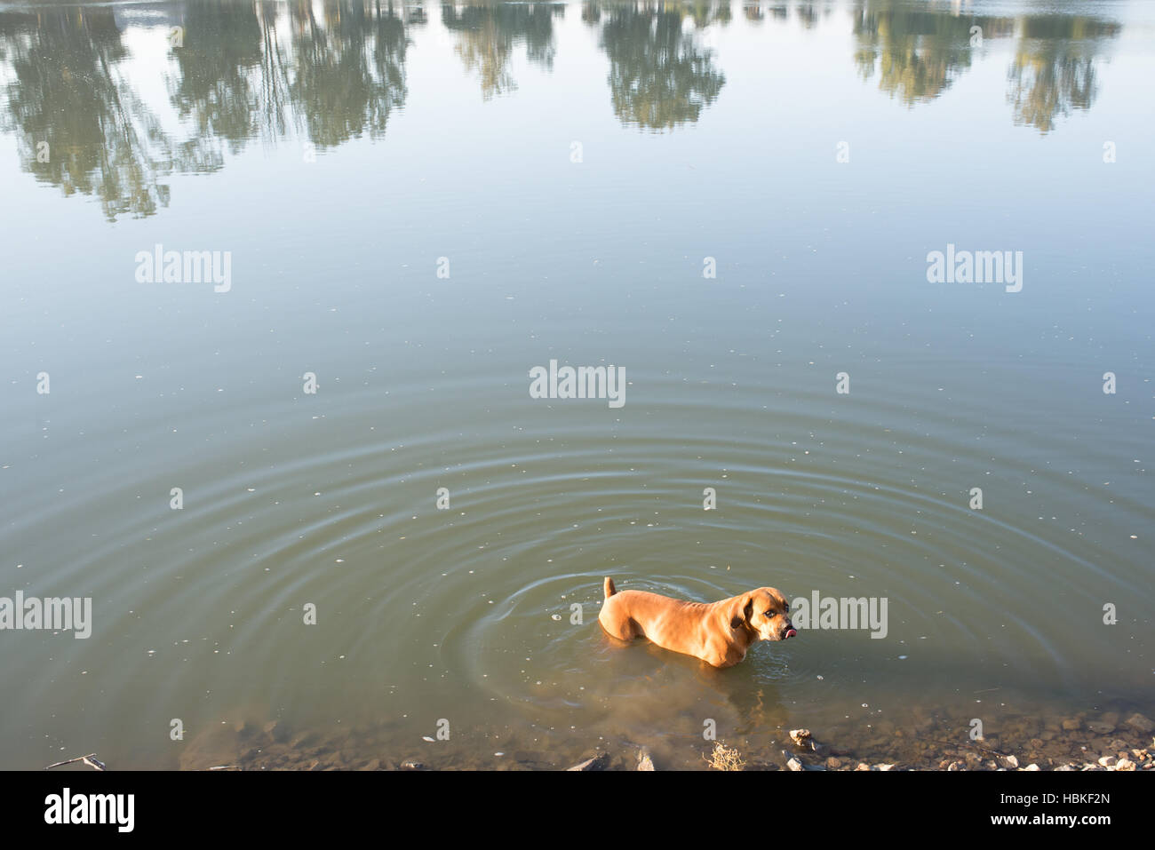 Boerboel dog in River Stock Photo