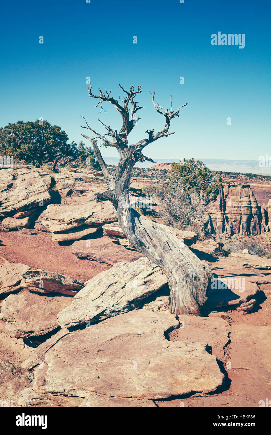 Cross processed dead tree, global warming concept, Colorado National