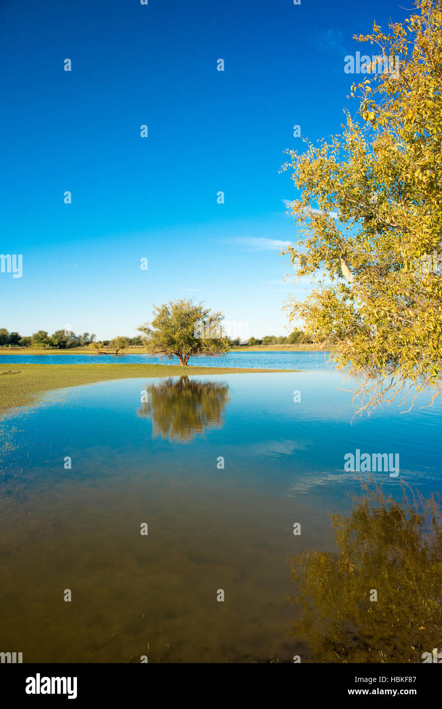 Two trees by water Stock Photo