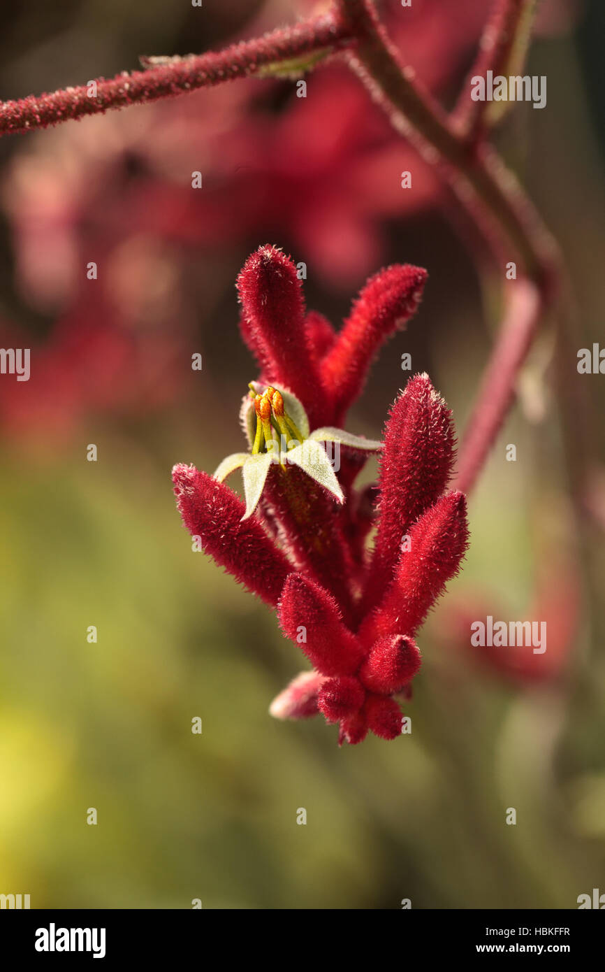 Tall red flowers hires stock photography and images Alamy