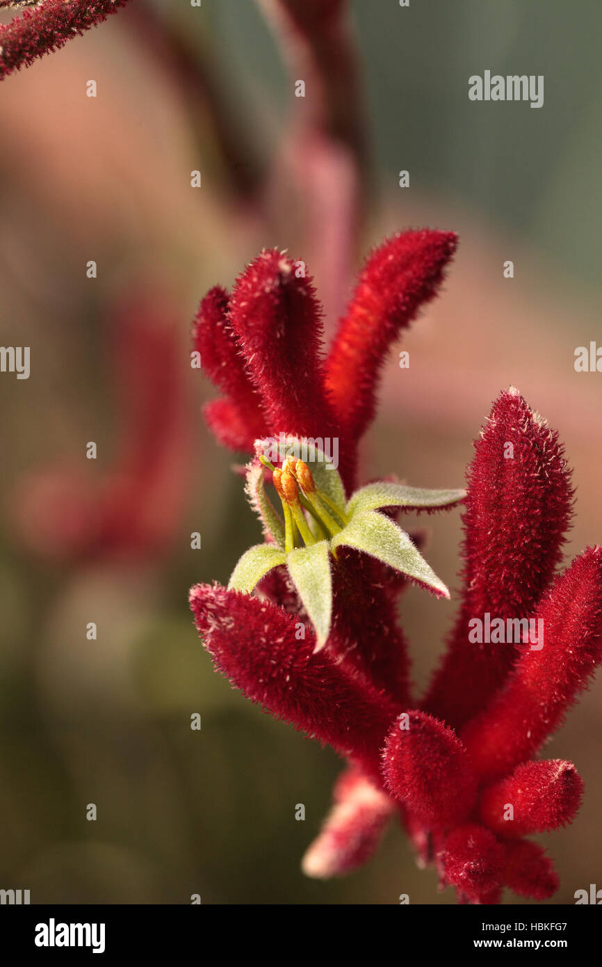 Tall red flowers hires stock photography and images Alamy