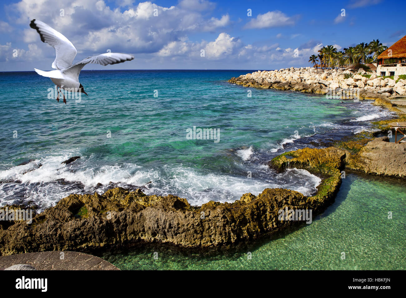 seagull over the sea in park near Cozumel Stock Photo