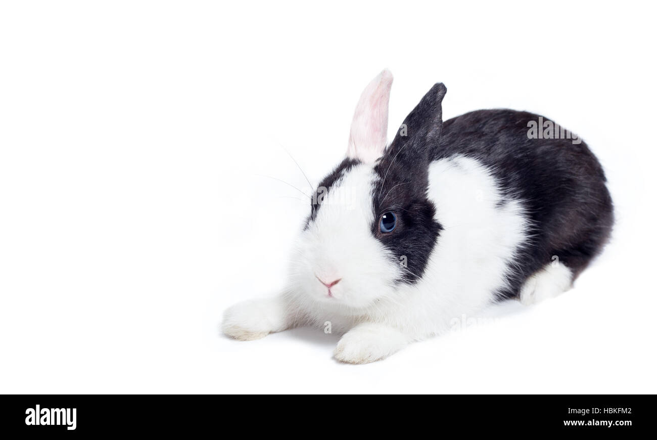 rabbit crouch laying down isolated on white Stock Photo
