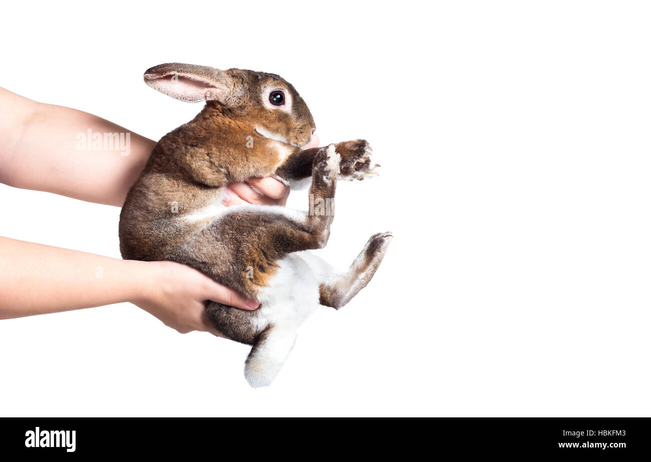 Handling wildlife Cut Out Stock Images & Pictures Alamy