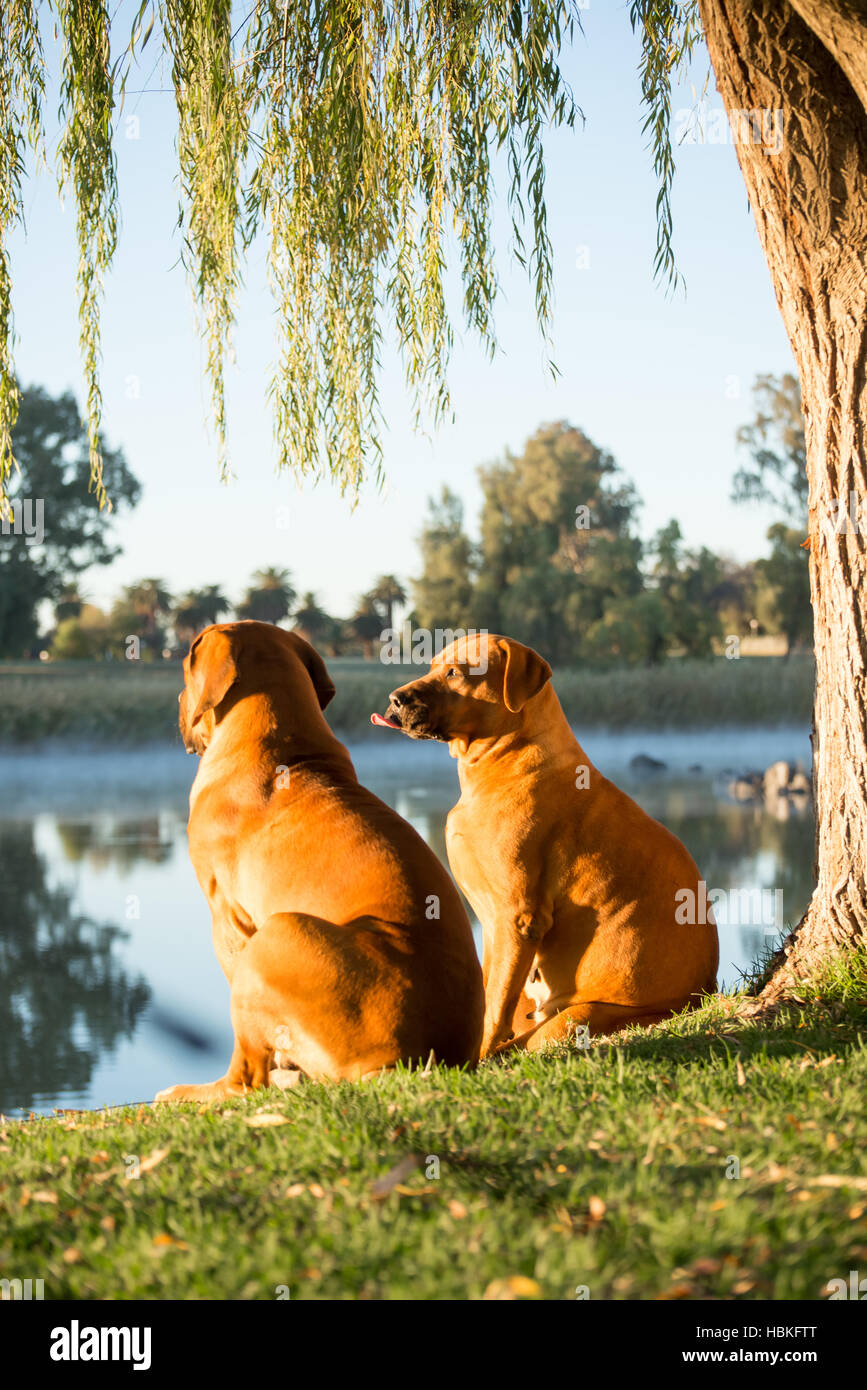 Boerboel dogs by river Stock Photo