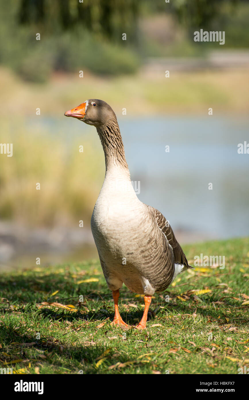 Goose by the River Side Stock Photo