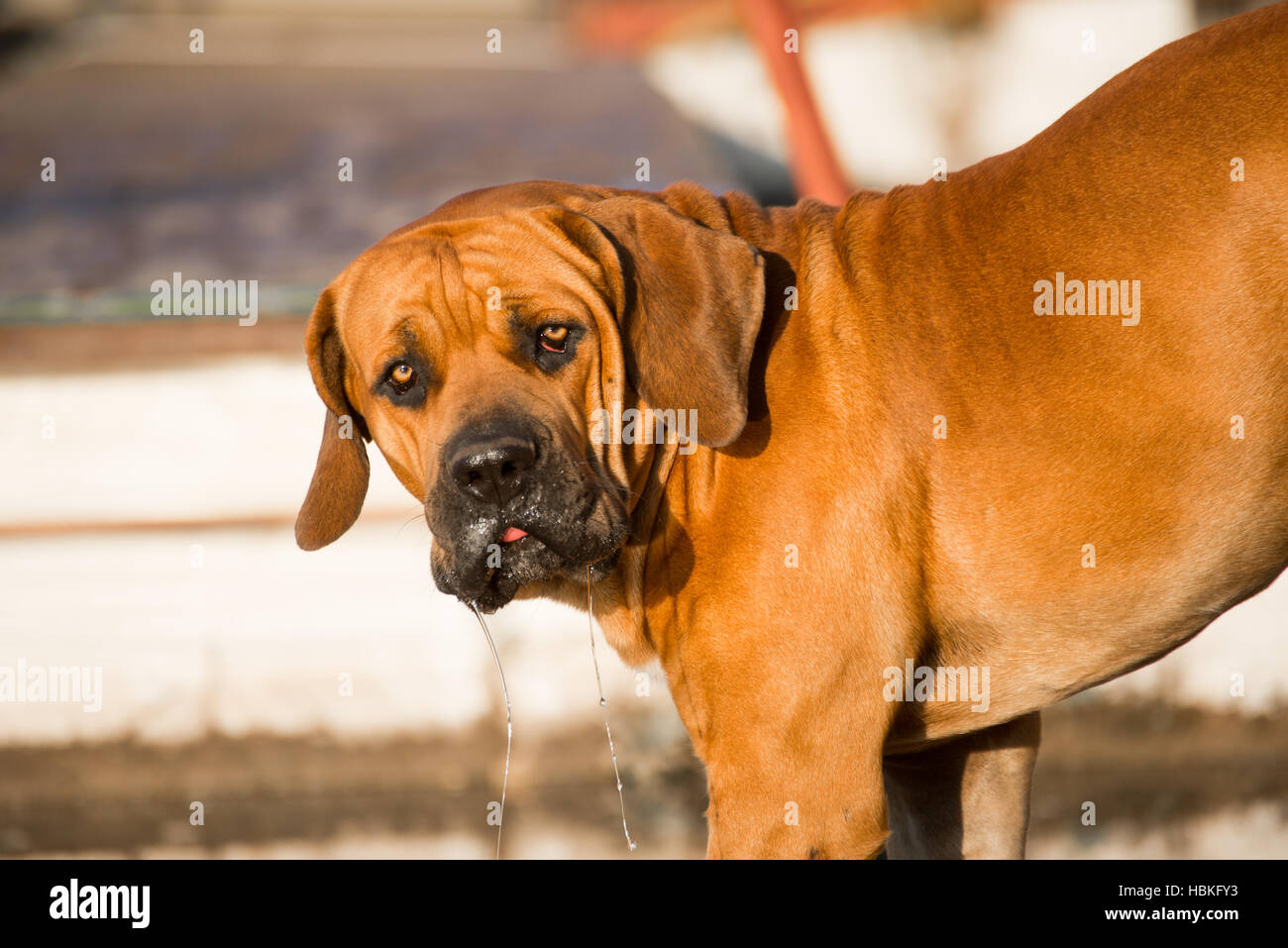 Boerboel dog drinking water Stock Photo