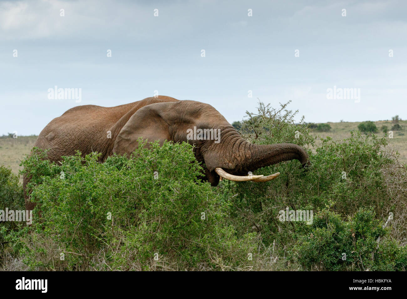 Eating Time African Bush Elephant Stock Photo Alamy