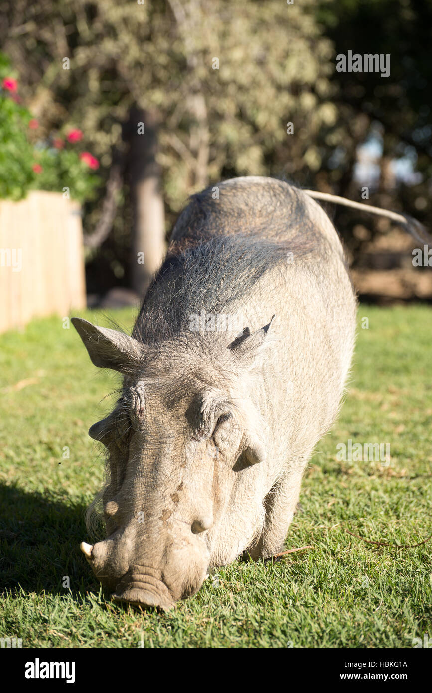 Tame Warthog grazing on lawn. Stock Photo