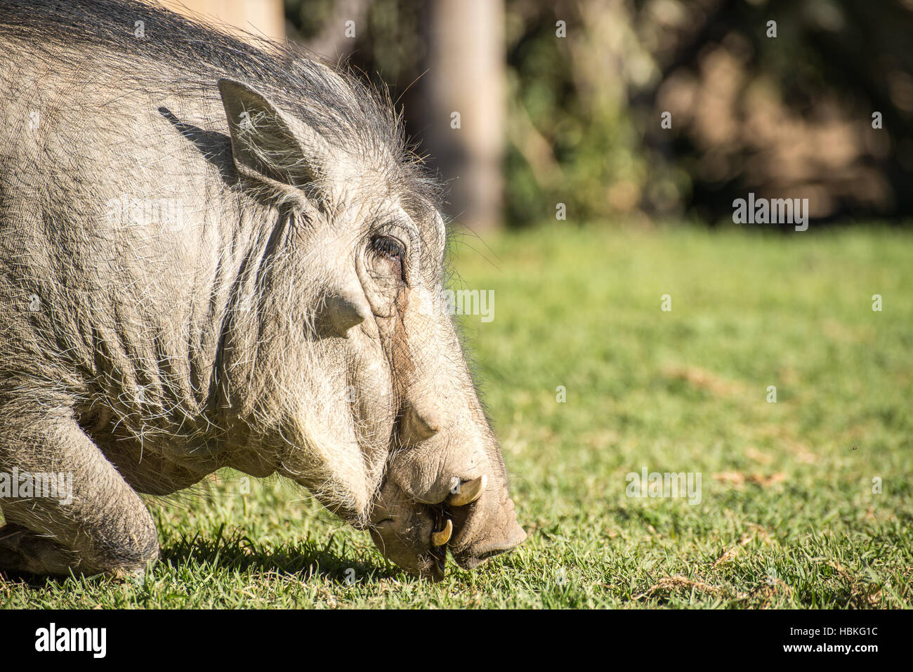Portrait of a tame warthog Stock Photo