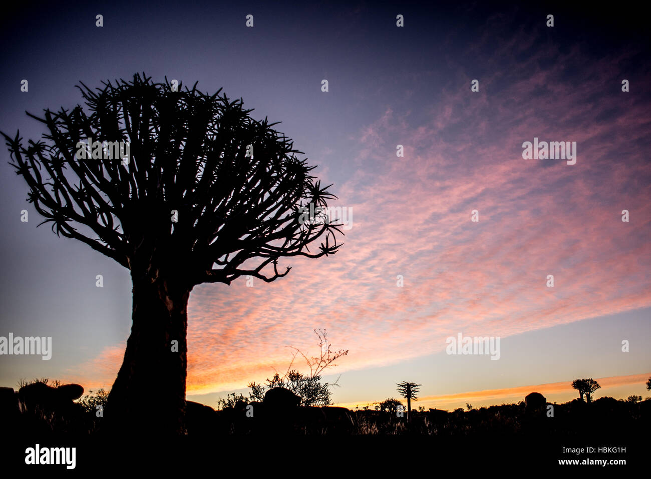 Quiver Tree silhouette Stock Photo