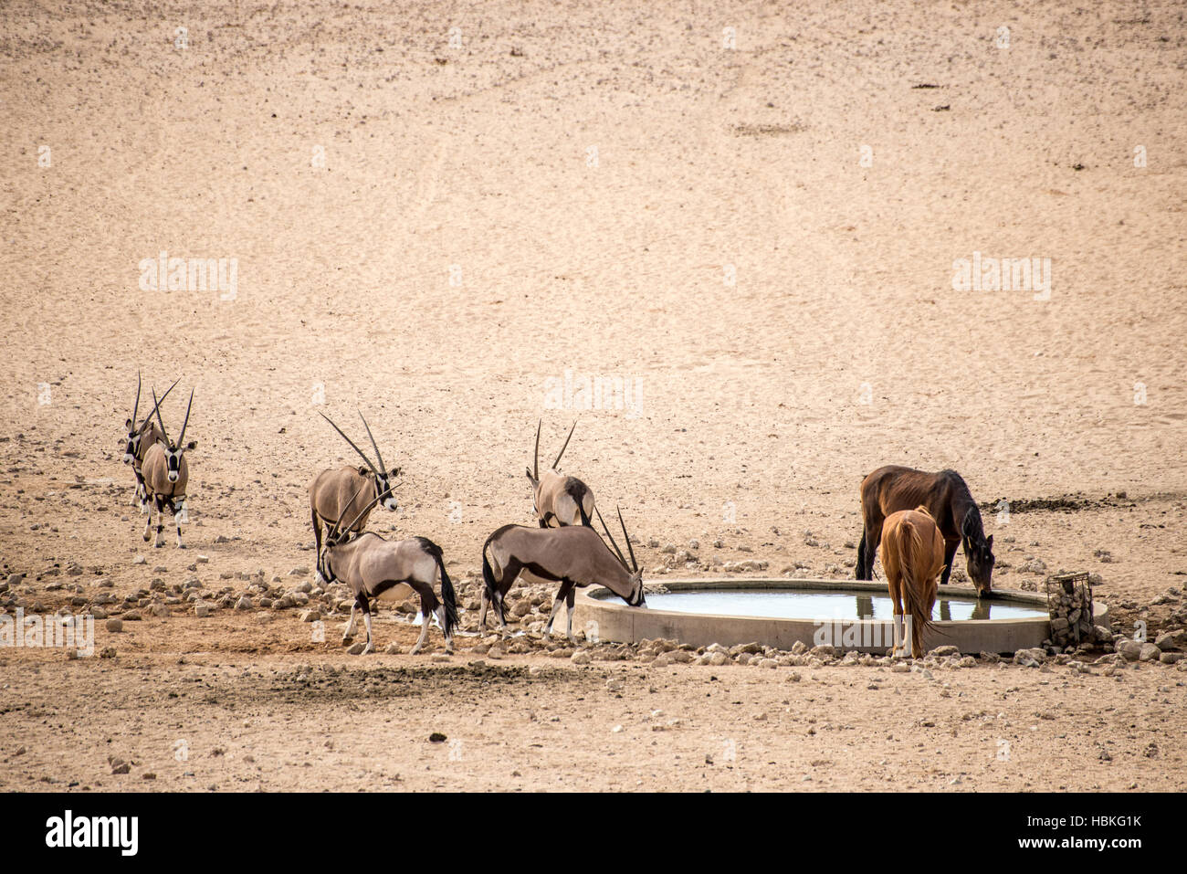 Wild Horses and Oryx at waterhole. Stock Photo