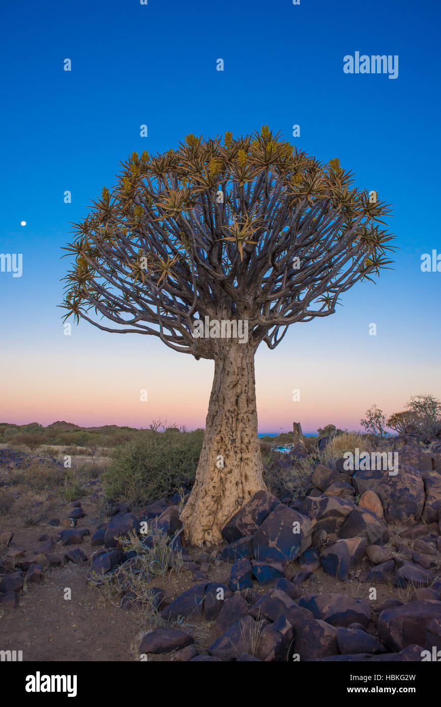 A Single Quiver tree at Sunset. Stock Photo