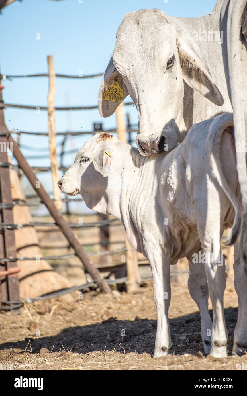 Brahman Cow with Calf Stock Photo