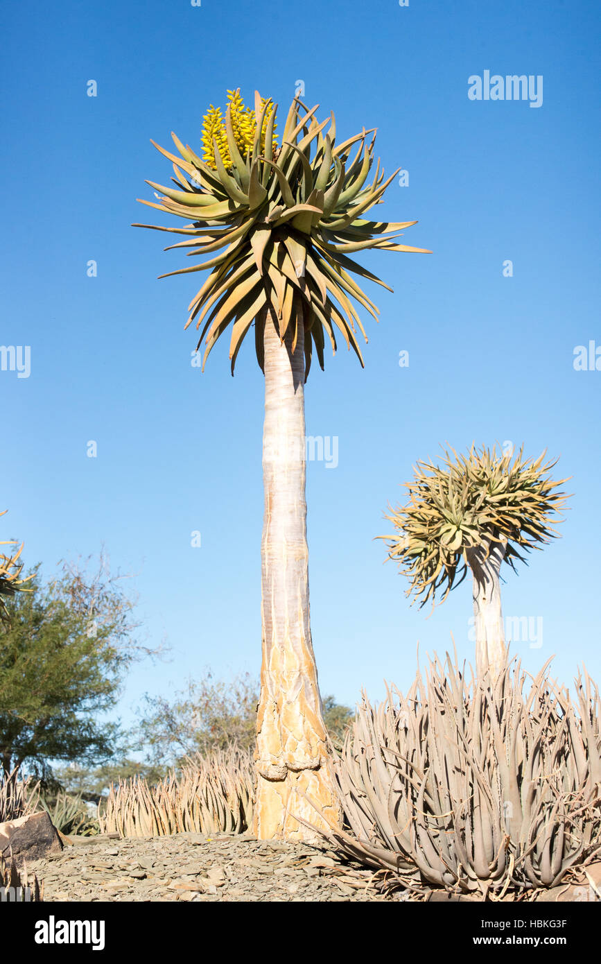 Two Quiver Trees against Blue Sky Stock Photo