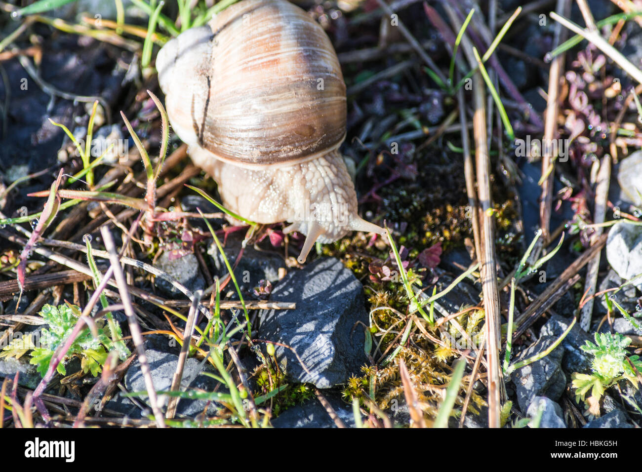 Edible snail in their natural habitat Stock Photo