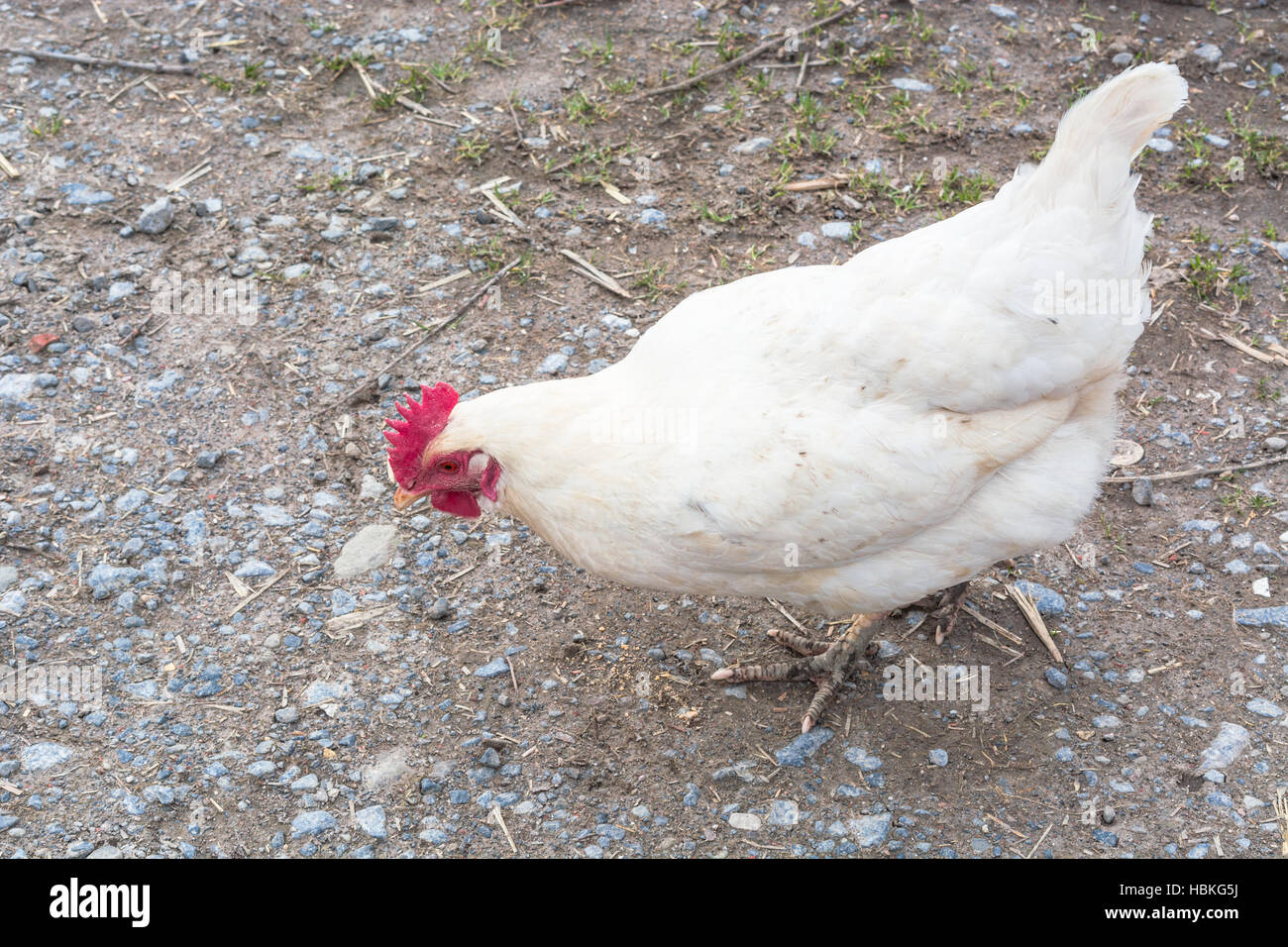 Free Running chicken on a farm Stock Photo