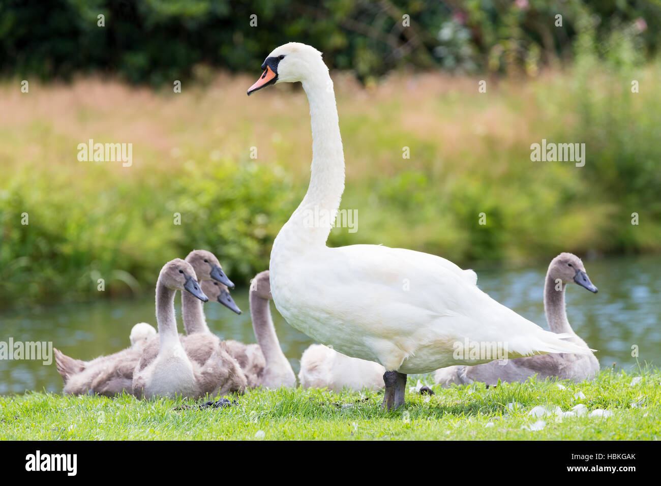 White mother swan with young chicks Stock Photo