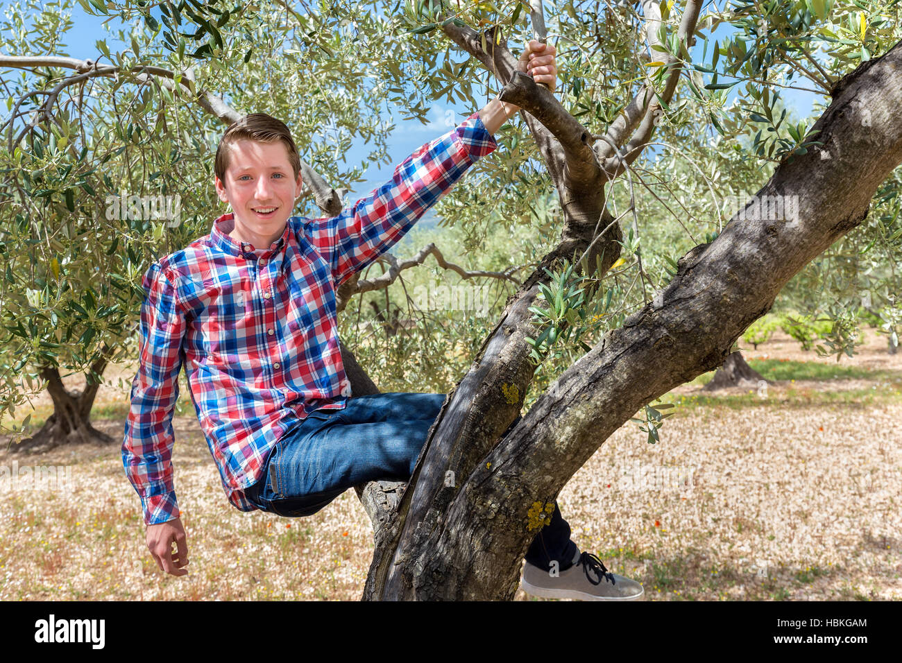 Caucasian teenage boy sitting in olive tree Stock Photo