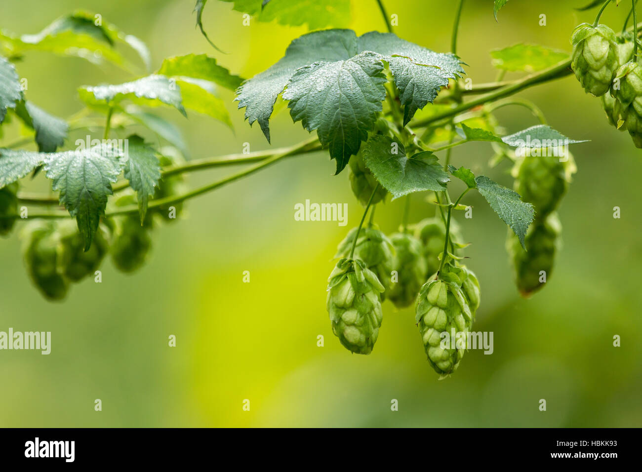 Ripe hop in a hop garden (Humulus lupulus) Stock Photo