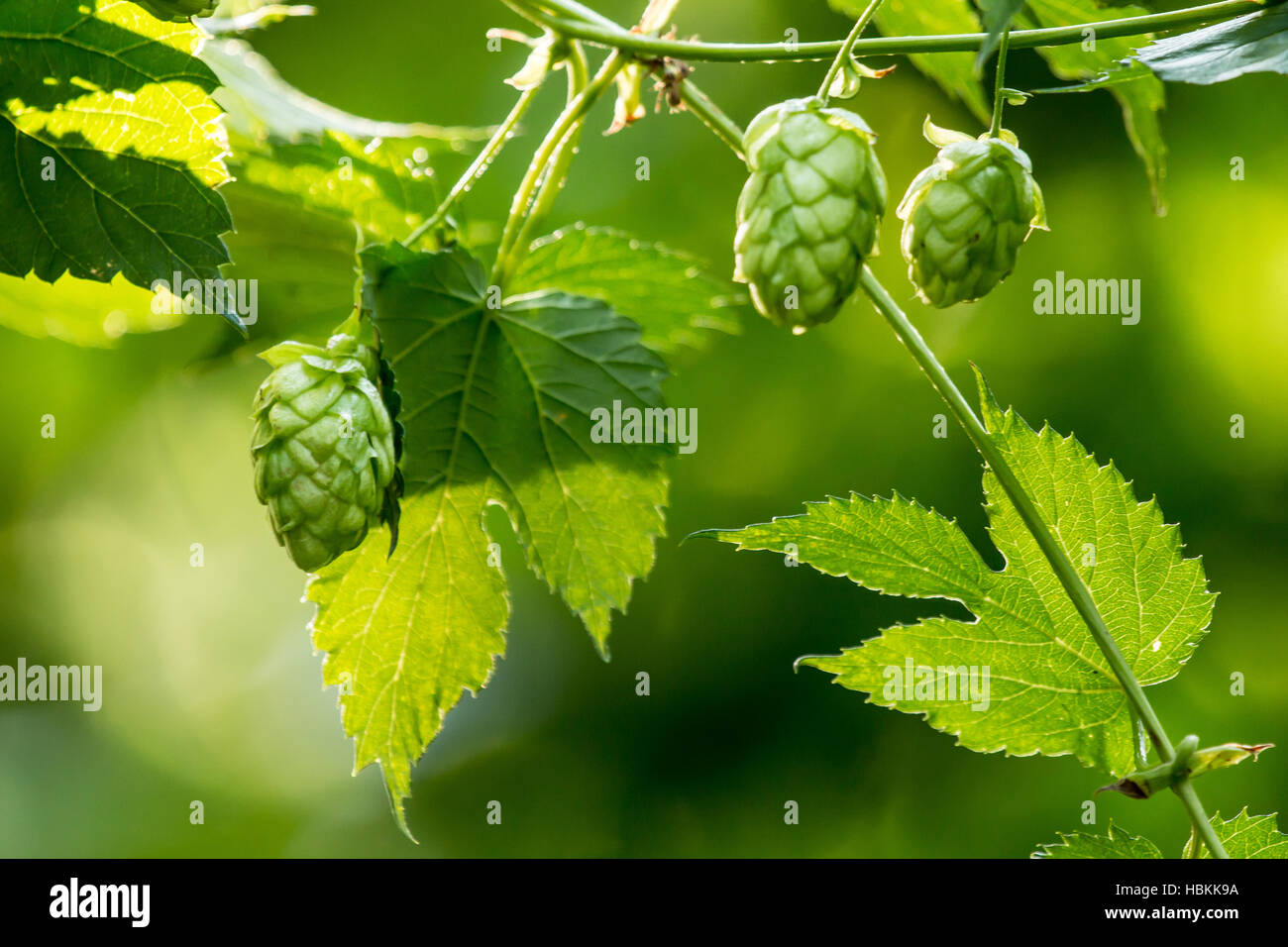 Ripe hop in a hop garden (Humulus lupulus) Stock Photo