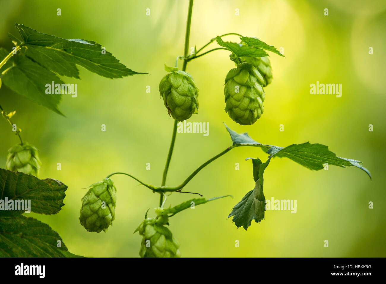 Ripe hop in a hop garden (Humulus lupulus) Stock Photo