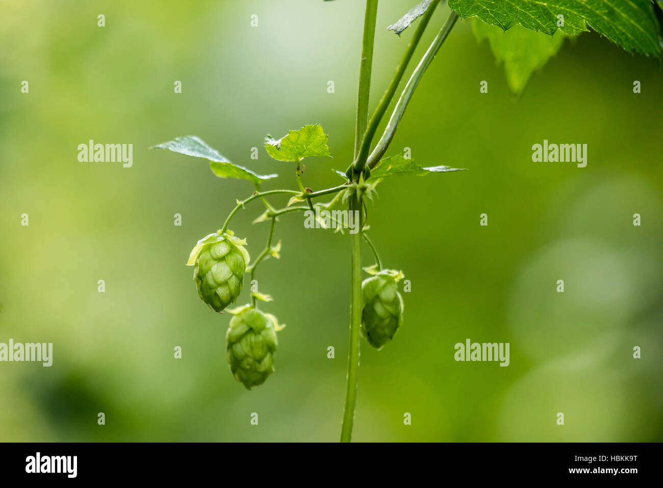 Ripe hop in a hop garden (Humulus lupulus) Stock Photo