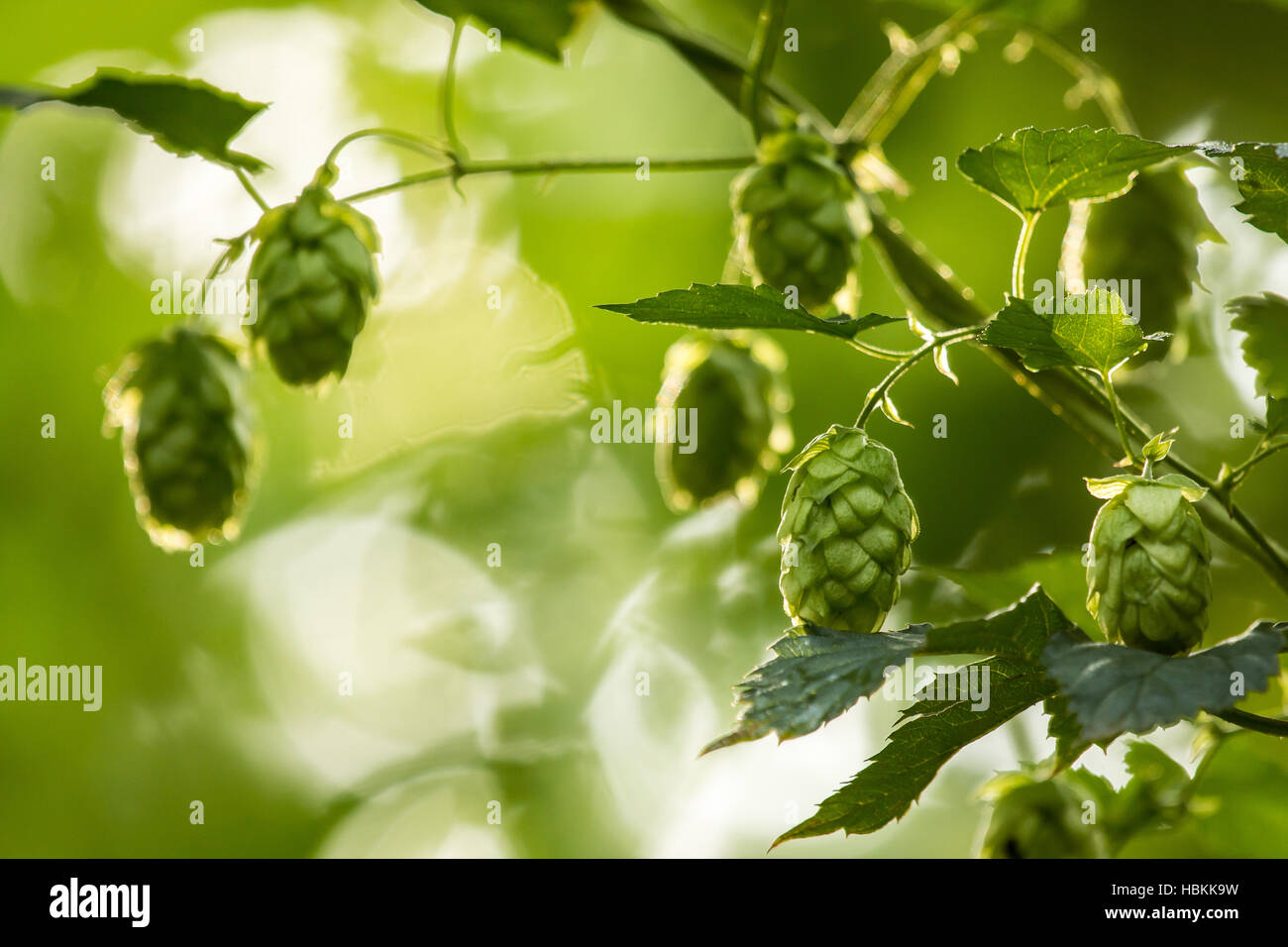 Ripe hop in a hop garden (Humulus lupulus) Stock Photo