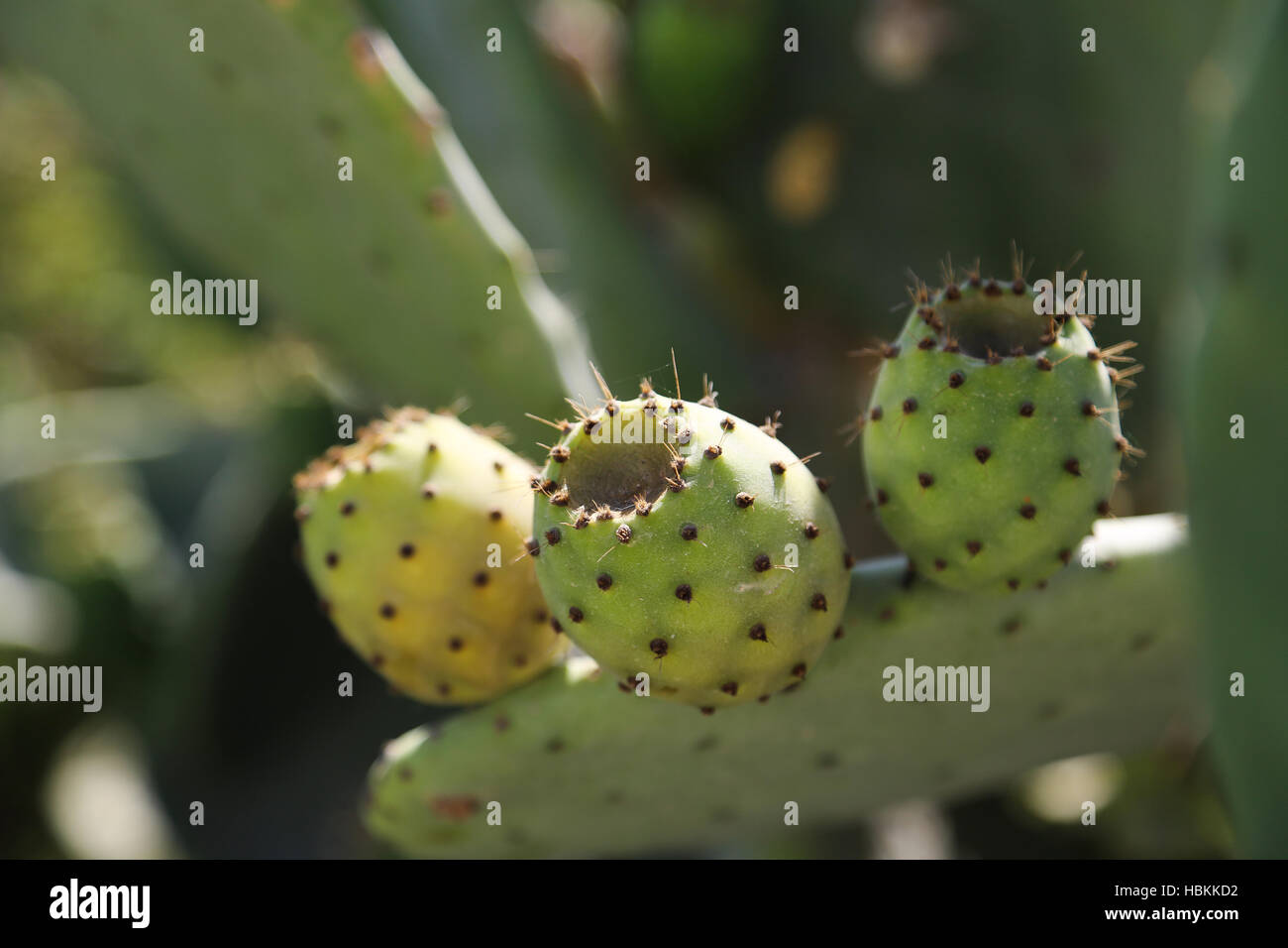 Tuna Cactus Fruit Stock Photo Alamy