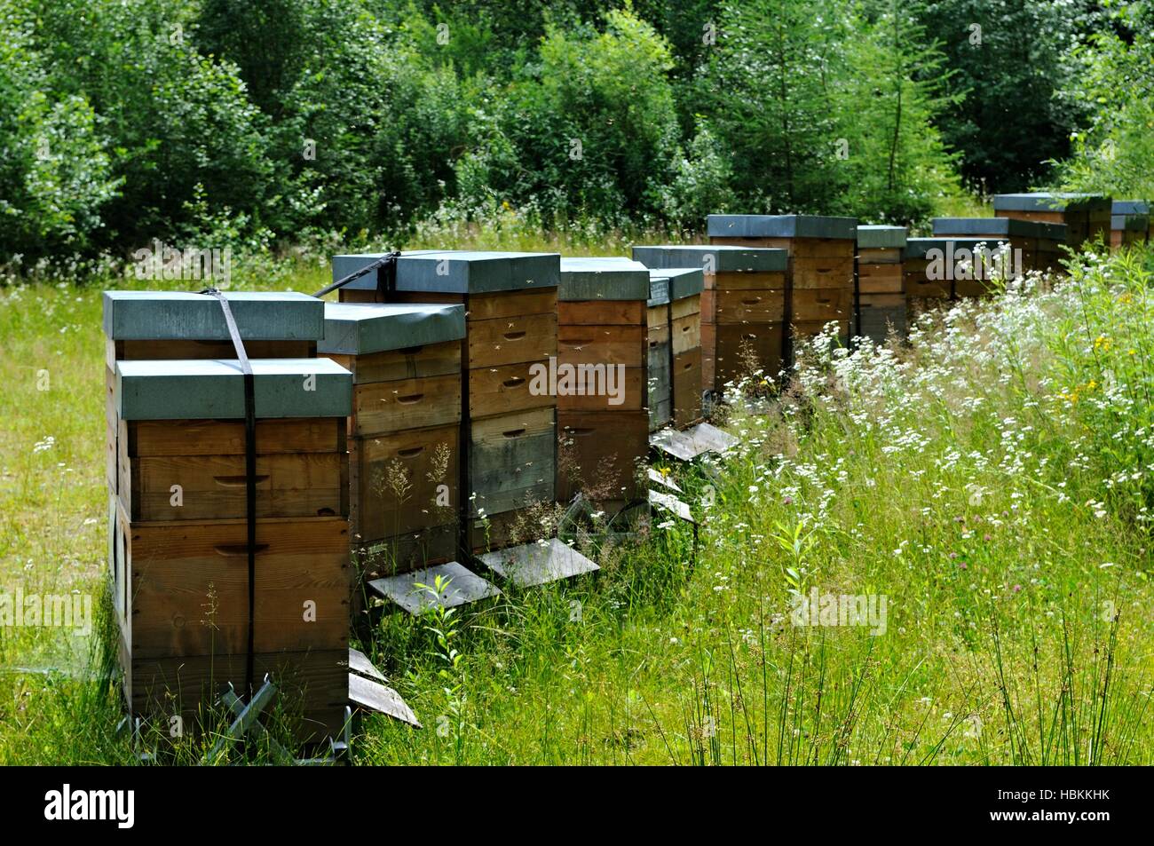 hardworking migrant bees Stock Photo