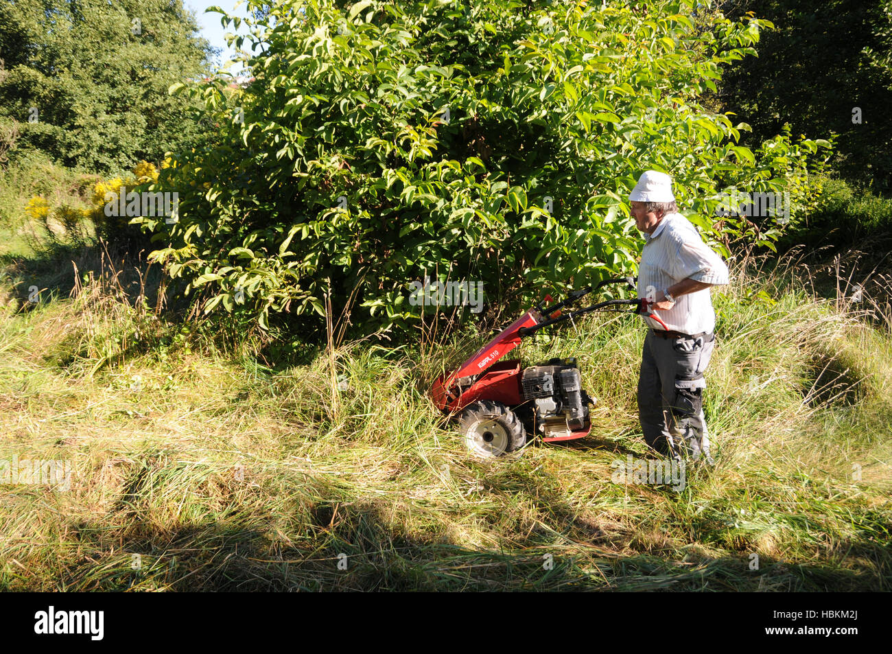 meadow mowing with sickle bar mower Stock Photo