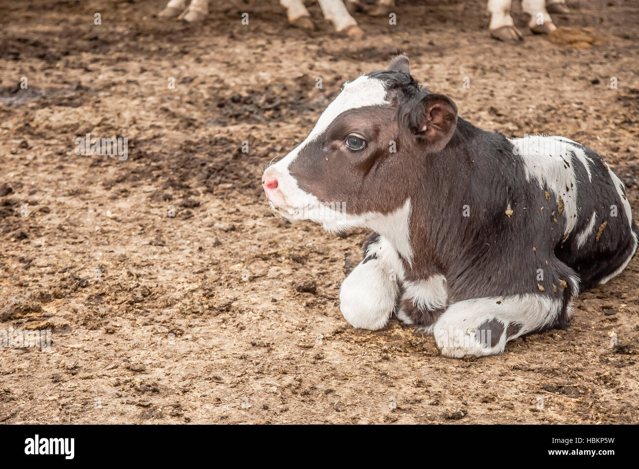 Calf lying down Stock Photo Alamy