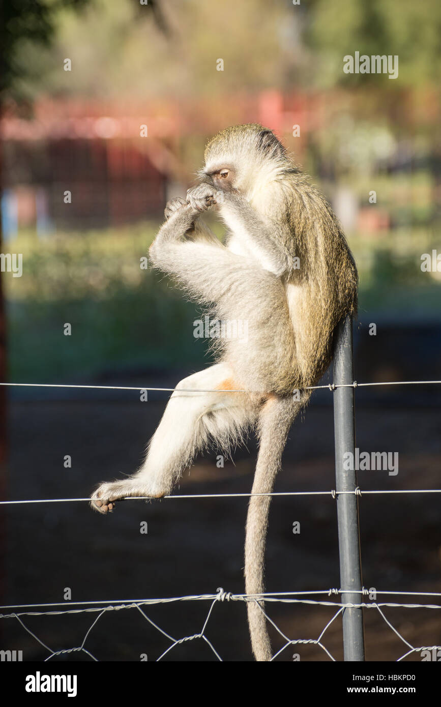 Monkey examining toes Stock Photo Alamy