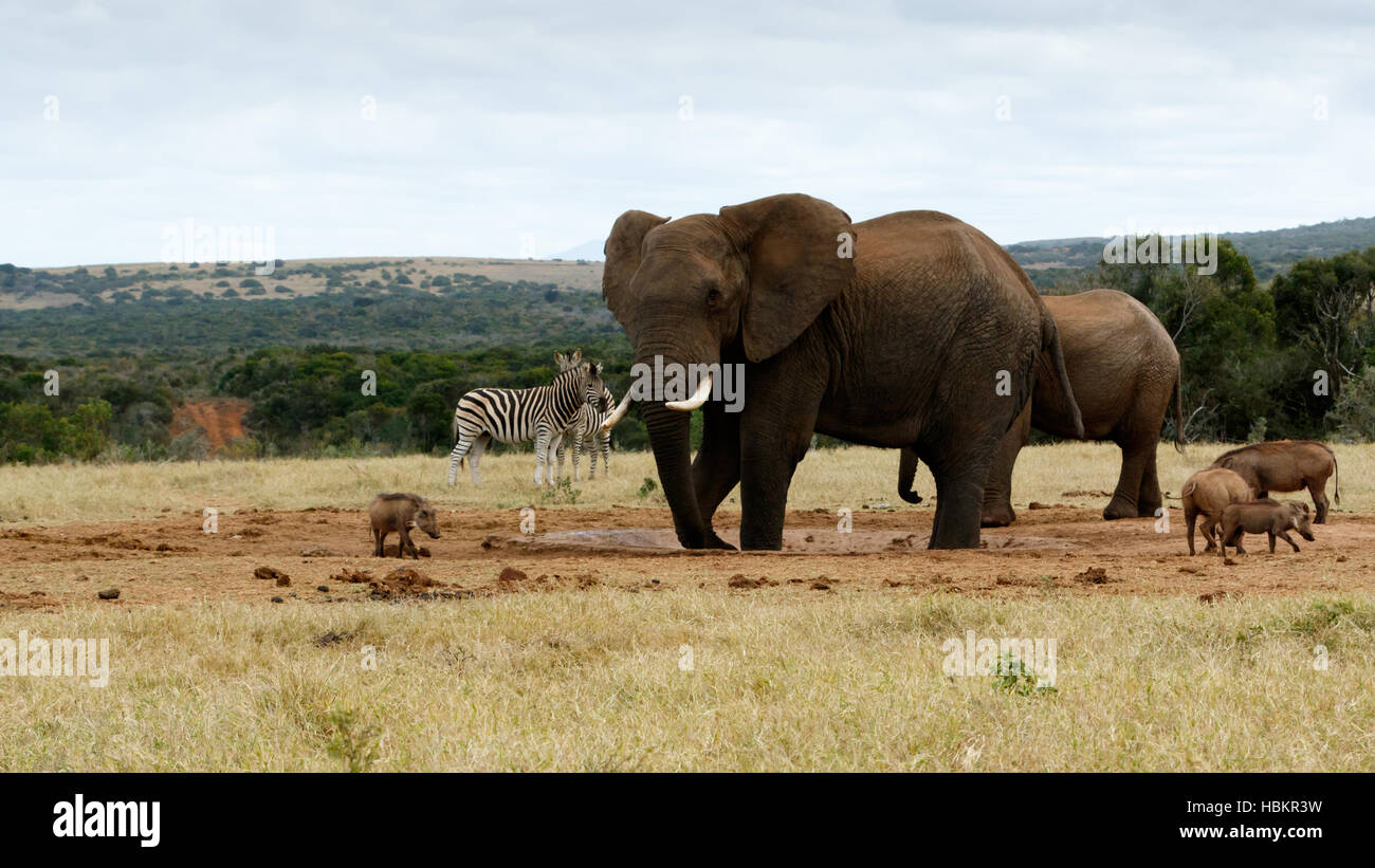 My water again African Bush Elephant Stock Photo - Alamy