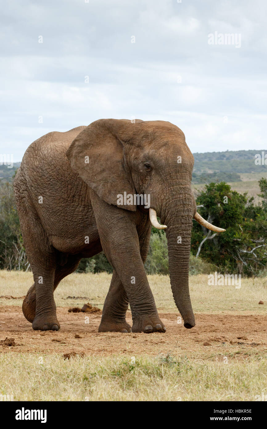 Look at The Huge African Bush Elephant Stock Photo