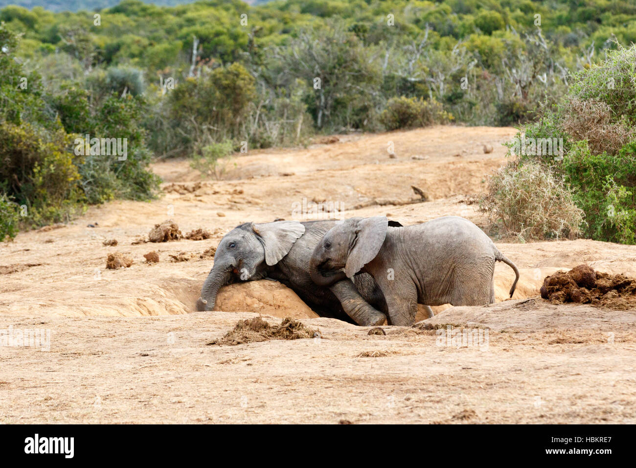 African Bush Elephant just playing mom Stock Photo