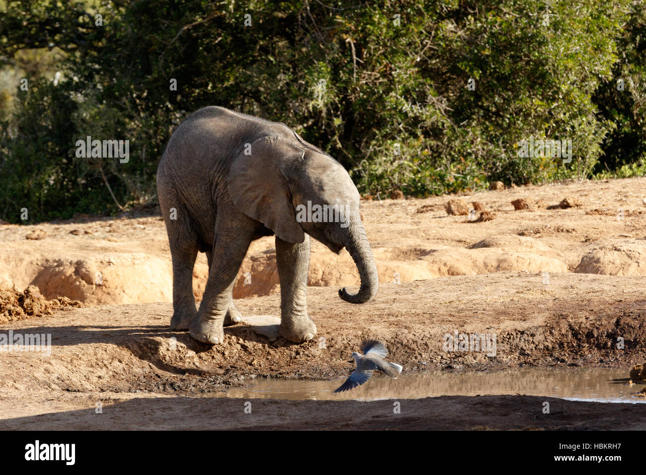 It is my water The African Bush Elephant Stock Photo