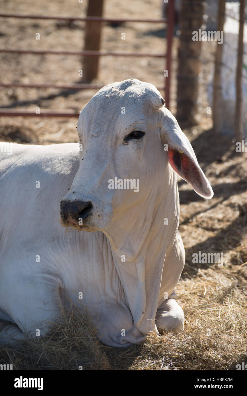 Brahman cow lying down. Stock Photo