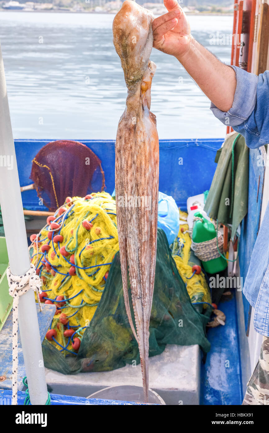 Octopus fishing boat hi-res stock photography and images - Alamy
